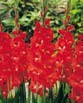 Gladiolus  TRADERHORN